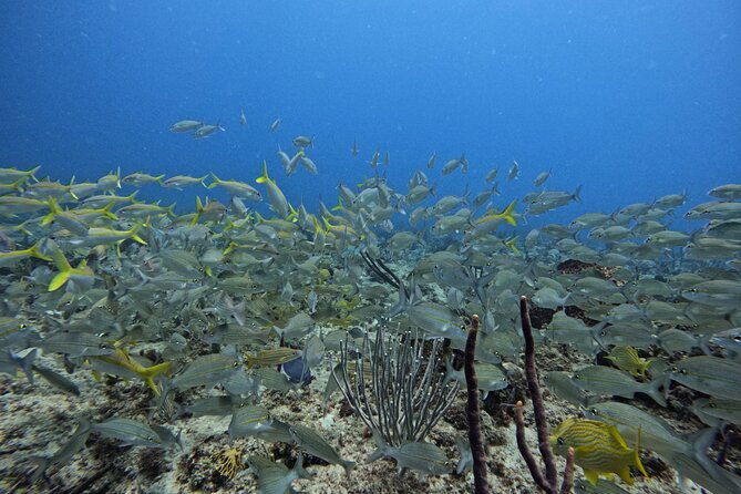divecarib-an-eco-friendly-certified-diver-trip-in-antigua