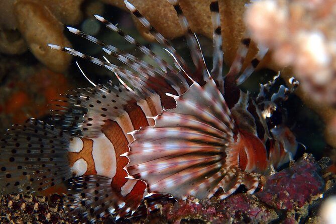 DiveGurus -Scuba Diving in Boracay - A Detailed Look at What to Expect