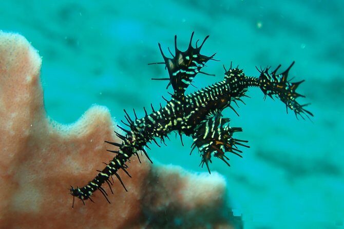 DiveGurus -Scuba Diving in Boracay - Who Will Love This Experience?