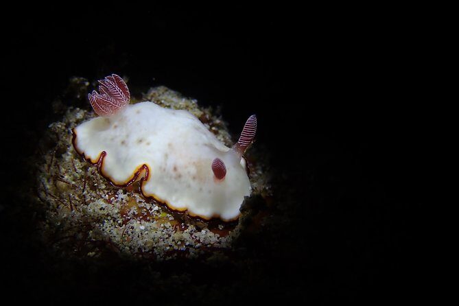 DiveGurus -Scuba Diving in Boracay - Final Thoughts