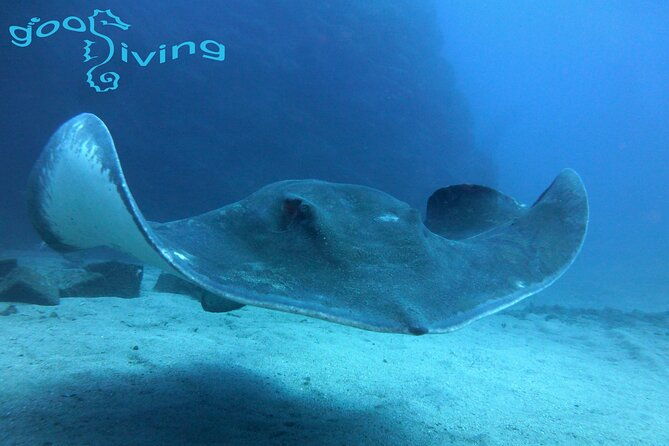 dives-packages-with-transfers-in-tenerife