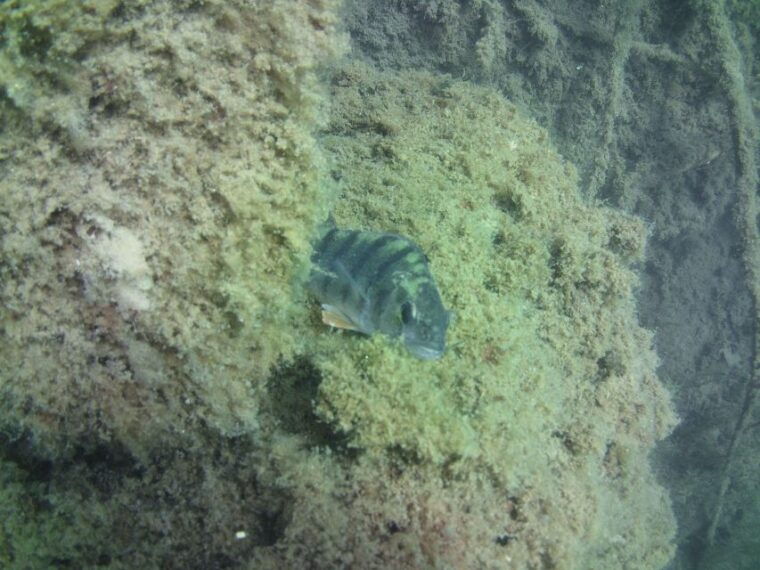 diving-2