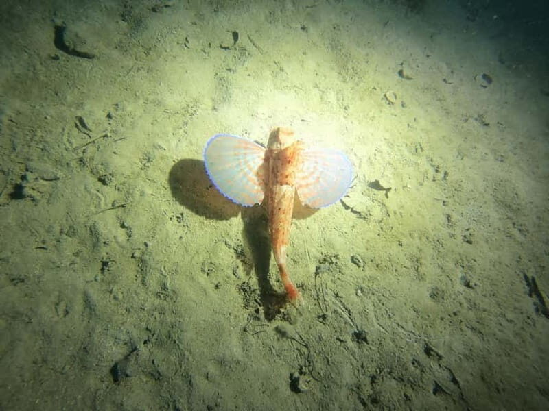 Diving - Why This Diving Experience Is Worth Considering