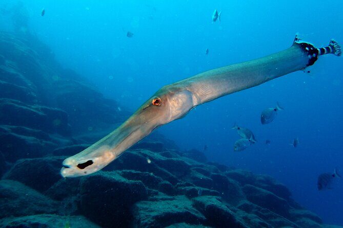 Diving Adventures - Boat and Shore Diving - How the Tour Works: From Pickup to Underwater Discoveries