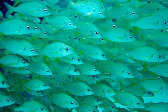 Diving Adventures - Boat and Shore Diving - Pricing and Value: Is It Worth It?