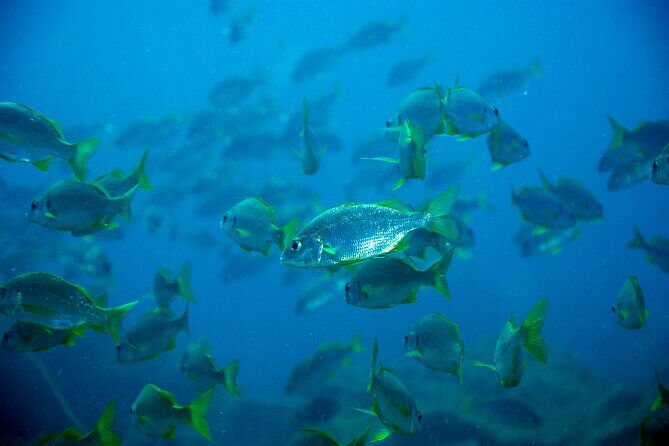 Diving Adventures - Boat and Shore Diving - Who Is This Tour Best For?