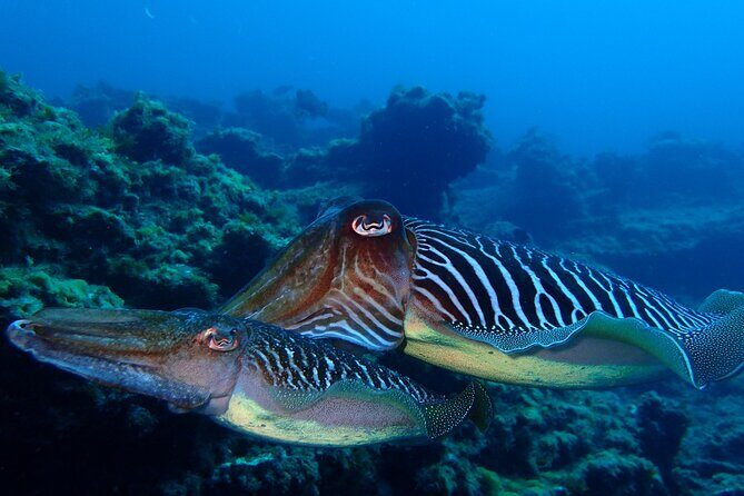 Diving Adventures - Boat and Shore Diving - Frequently Asked Questions