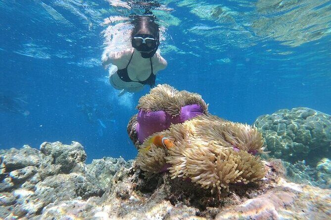 Diving And Snorkeling To Ras Mohamed And White Island By VIP Boat - Practical Tips for Travelers