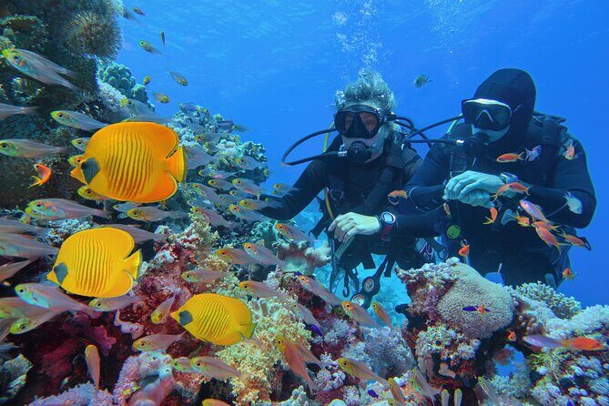 Diving and Visiting Giftun island with Snorkeling Boat Trip - Key Points