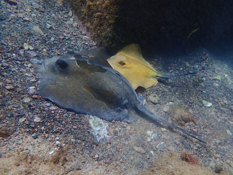 diving-at-lanzarote-2-guided-dives-for-certified-divers