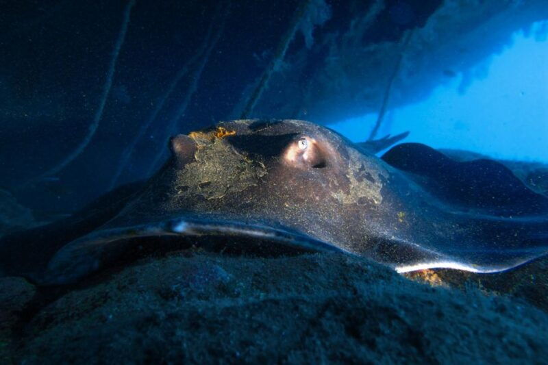 diving-at-lanzarote-2-guided-dives-for-certified-divers