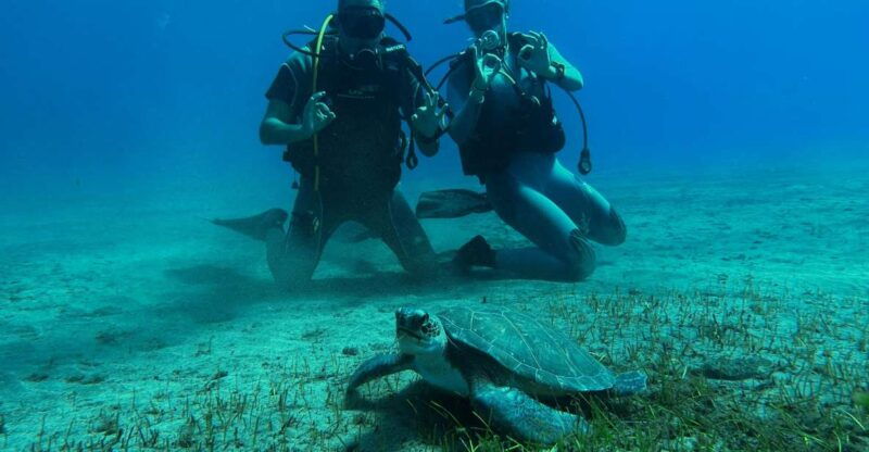 diving-course-for-beginners-in-turtle-area-tenerife