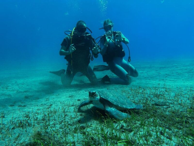diving-course-for-beginners-in-turtle-area-tenerife