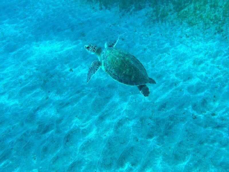 diving-course-for-beginners-in-turtle-area-tenerife