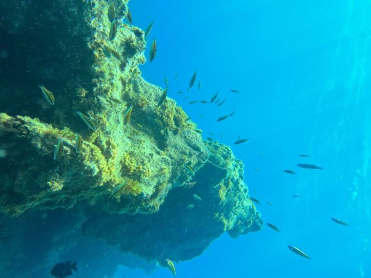 diving-course-for-beginners-in-turtle-area-tenerife
