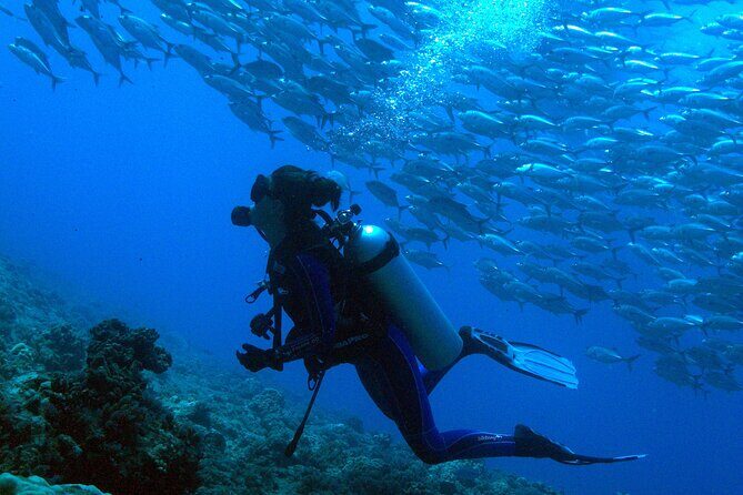 Diving day - Exploring Tahiti’s Underwater World: A Review of the 2-Dive Day Tour