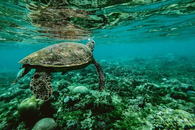 Diving day - The Value of Underwater Discoveries in Tahiti
