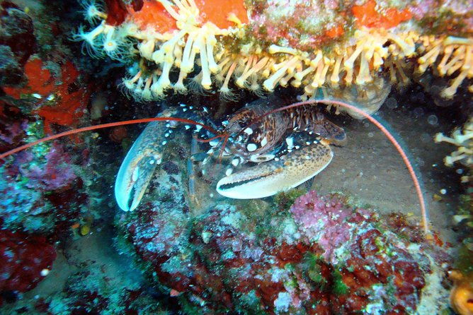 diving-day-tour-with-2-dives