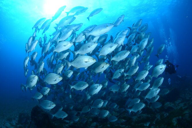 diving-experience-in-fernando-de-noronha