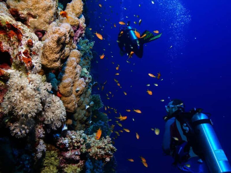 Diving Experience in Khasab - Why This Tour Offers Great Value