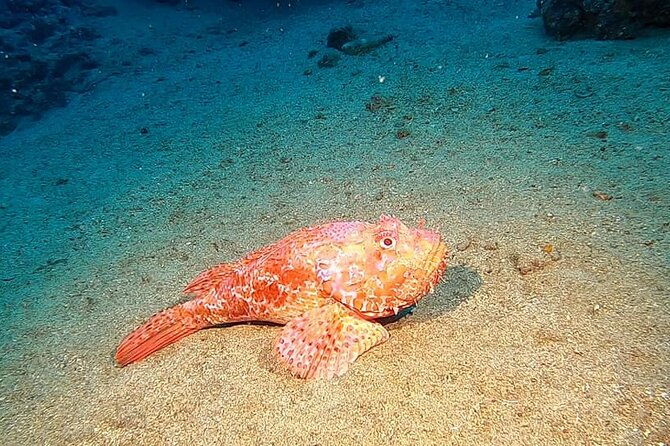 diving-experience-in-polignano-a-mare-with-certification