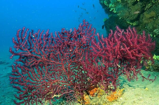 diving-experience-in-polignano-a-mare-with-certification