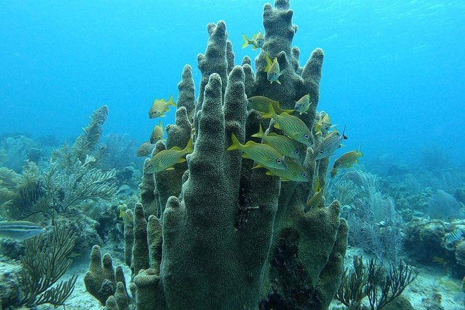 diving-experience-in-san-andres