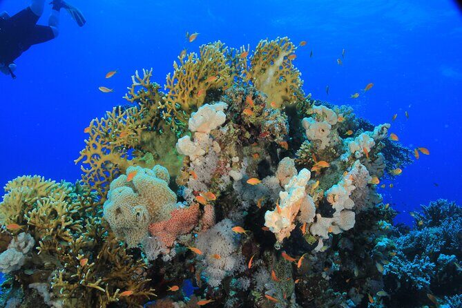 Diving for Beginner Two Dives Boat Trip with transfer in Hurghada - Who This Trip Is Perfect For