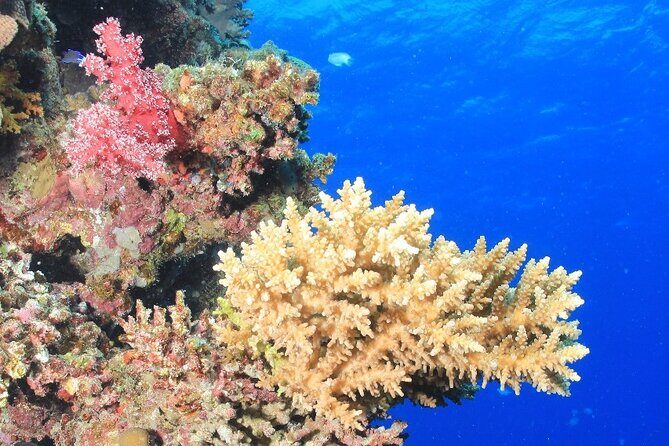 Diving for Beginner Two Dives Boat Trip with transfer in Hurghada - Final Thoughts: Who Should Book This Tour?
