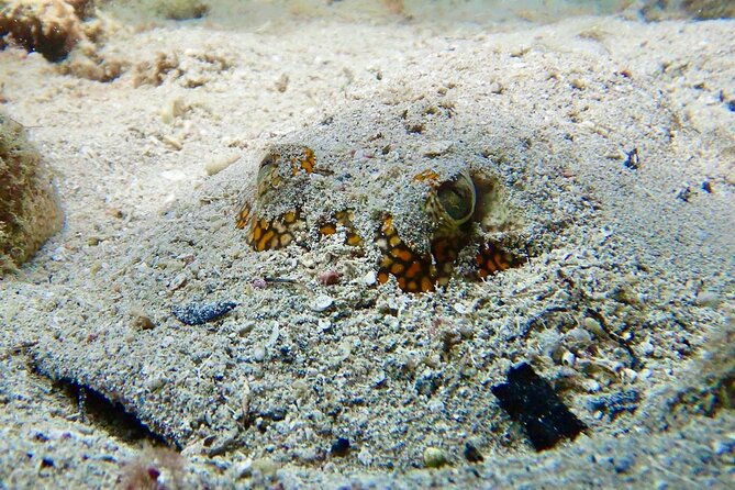 diving-for-certified-divers-2-tanks-sosua-bay