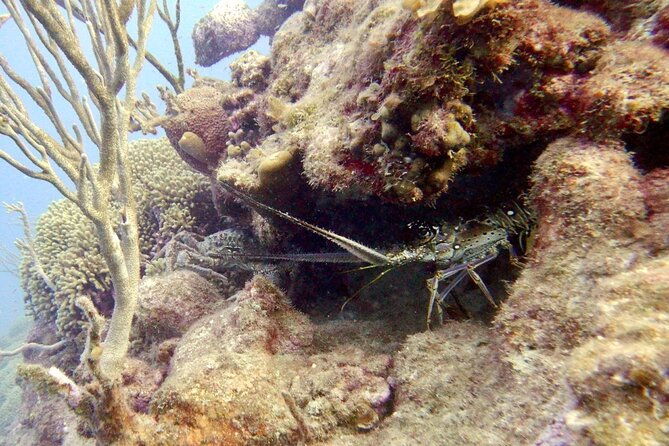 diving-for-certified-divers-2-tanks-sosua-bay