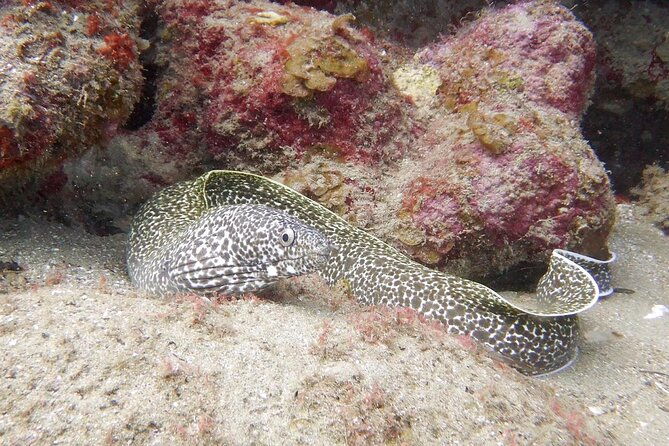 diving-for-certified-divers-2-tanks-sosua-bay