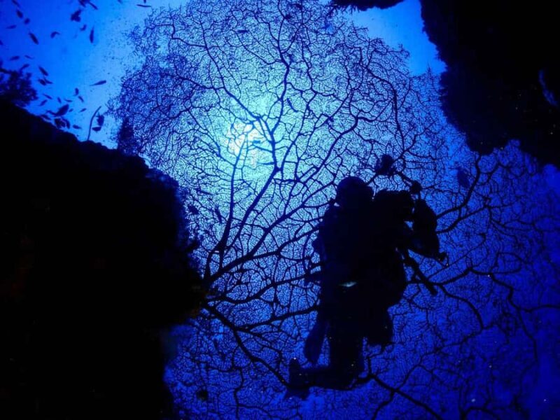 Diving in Boracay: Fundive for Certified Divers - Key Points