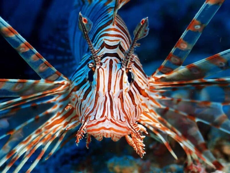 Diving in Boracay: Fundive for Certified Divers - What to Expect from the Boracay Dive Experience