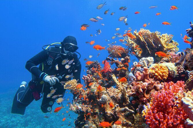 Diving in Hurghada for Beginners With Lunch and Transfer - Who Is This Tour Best For?