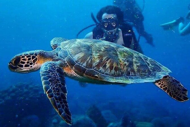 diving-in-playa-blanca-baru-with-lunch-cartagena-colombia