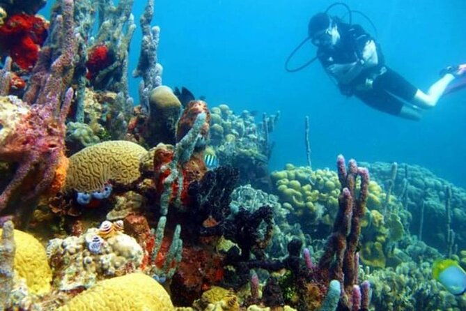 diving-in-playa-blanca-baru-with-lunch-cartagena-colombia