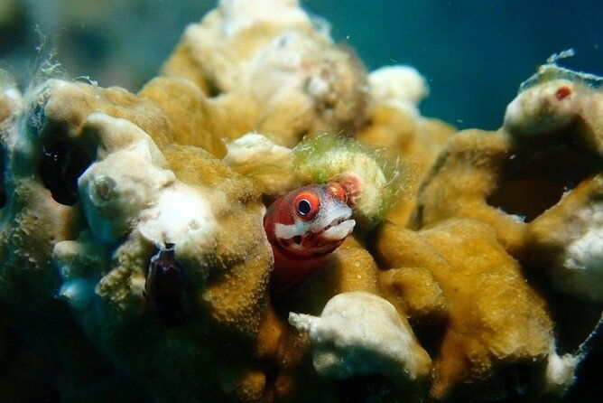 diving-in-playa-blanca-baru-with-lunch-cartagena-colombia