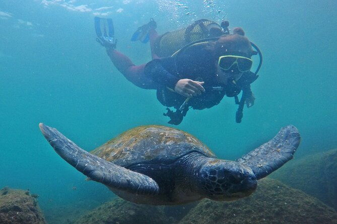 diving-with-turtles-in-floripa