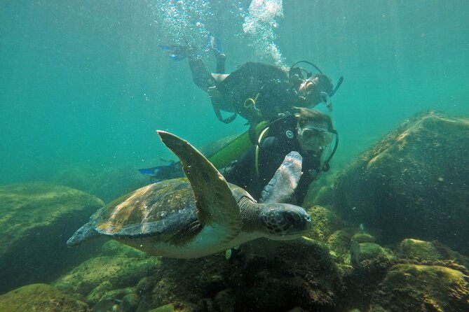 diving-with-turtles-in-floripa