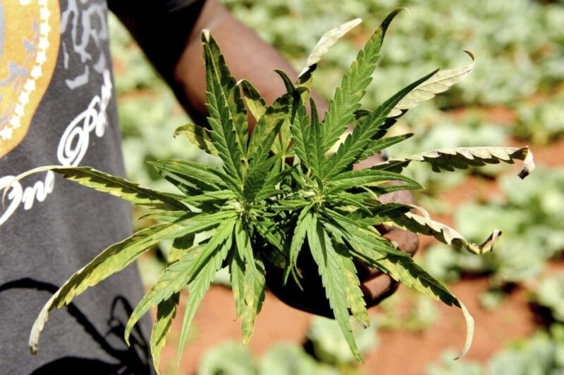 do-you-speak-grass-german-tour-of-amsterdams-coffeeshops