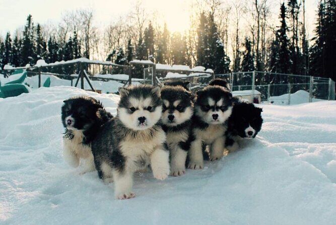Dog Sled Adventure - A Complete Look at the Dog Sled Adventure