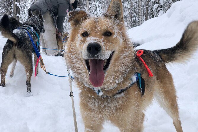 Dog Sledding Adventure in Willow, Alaska - Practical Details and Tips
