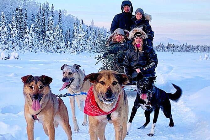 Dog Sledding Adventure in Willow, Alaska - The Bottom Line