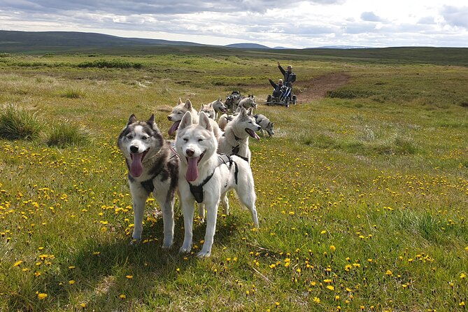 dog-sledding-and-mushing-experience-by-siberian-husky-in-iceland