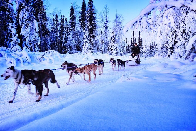 dog-sledding-and-mushing-experience-in-north-pole