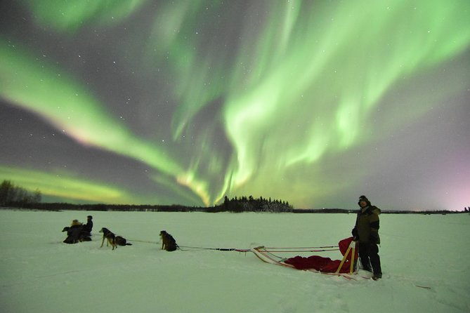 dog-sledding-and-mushing-experience-in-north-pole