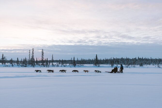 dog-sledding-excursion-to-kiruna