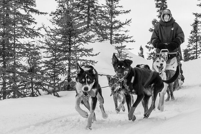 dog-sledding-subarctic-wilderness-tour
