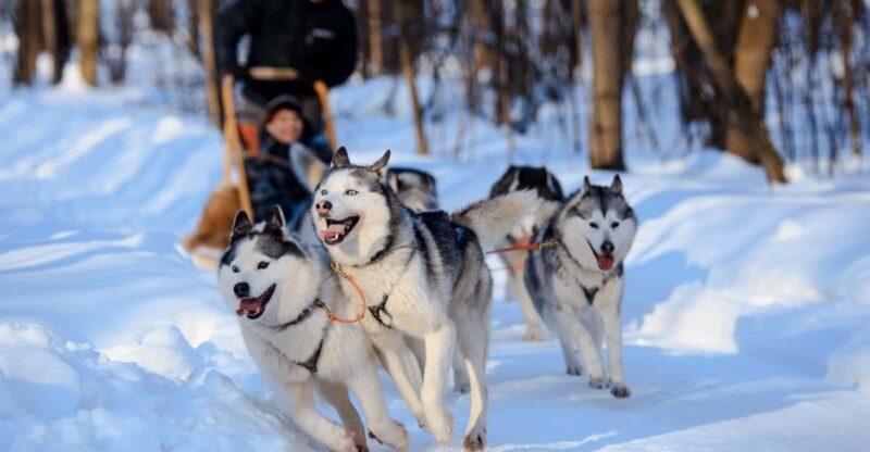 Dog Sledding , Terelj National park ,Chinggis Khaan statue - Practical Details and Value